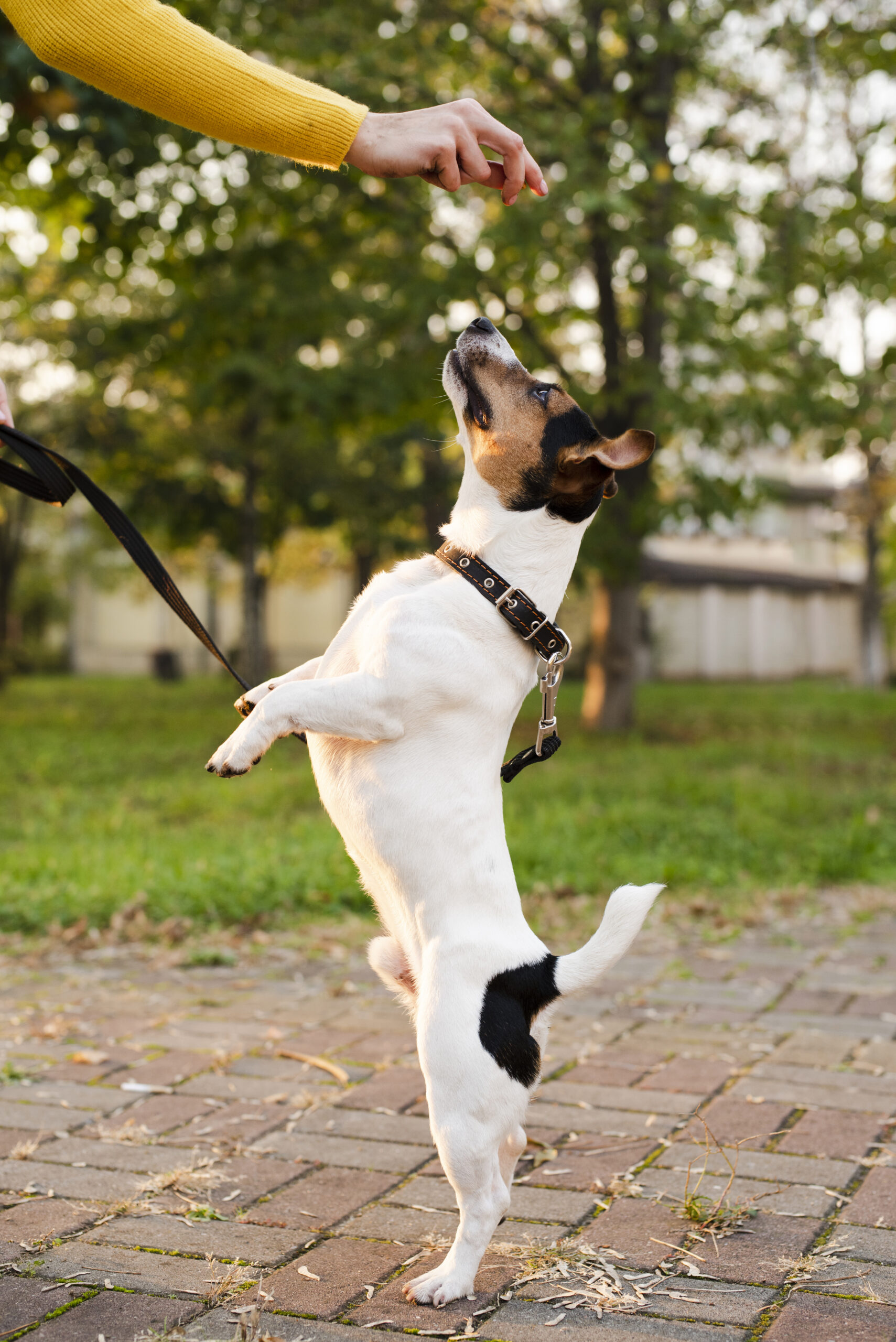 portrait-cute-little-dog-playing
